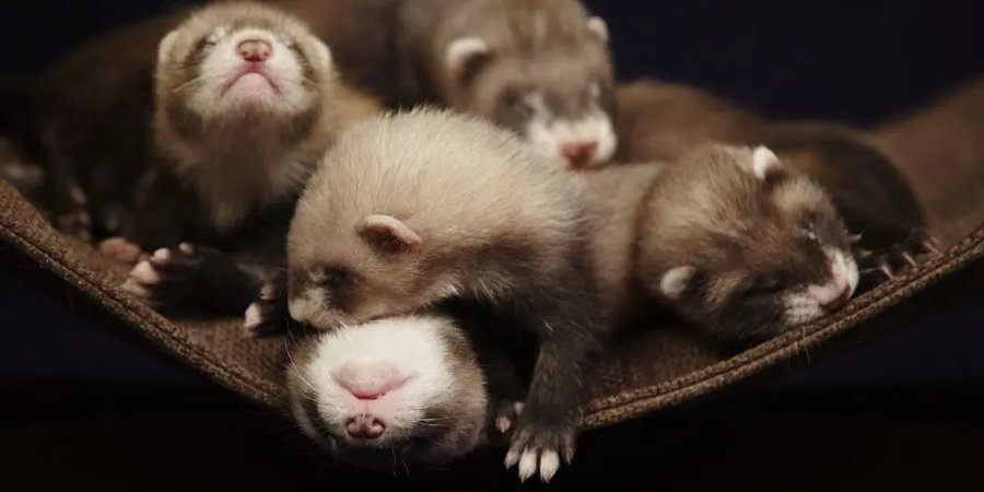 Ferret Haven Rescue Team