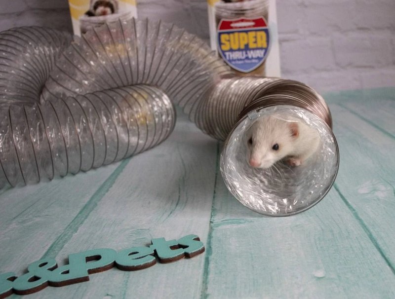 Ferret Playtime