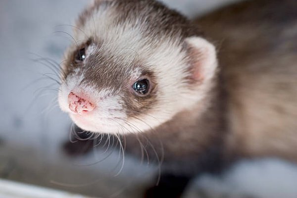 Milo the Ferret