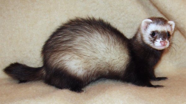 Luna the Ferret