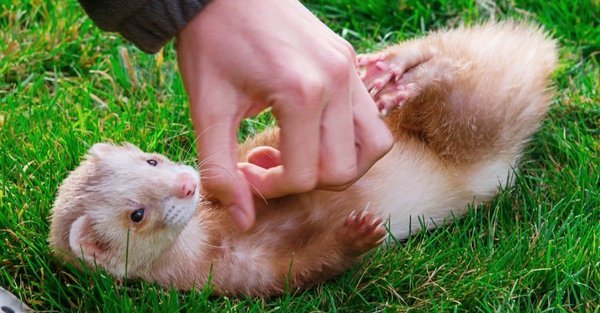 Bandit the Ferret