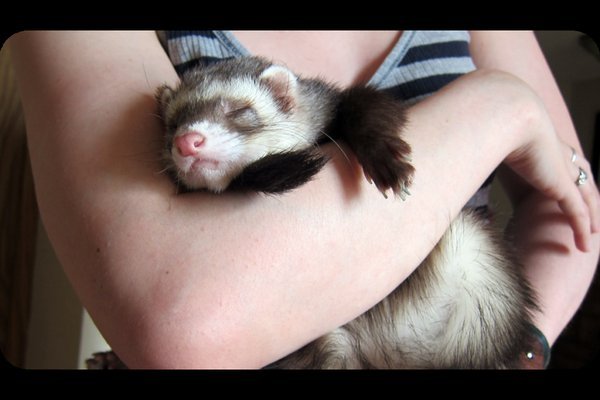 Daisy the Ferret