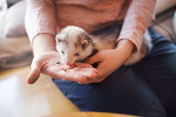 Pepper the Ferret